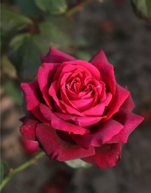 Edelrose 'Gräfin Diana'®