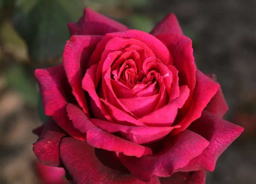 Edelrose 'Gräfin Diana'®