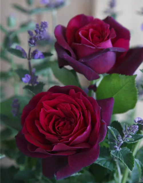 Edelrose 'Gräfin Diana'®