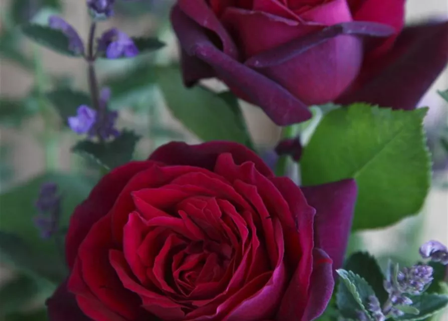 Edelrose 'Gräfin Diana'®