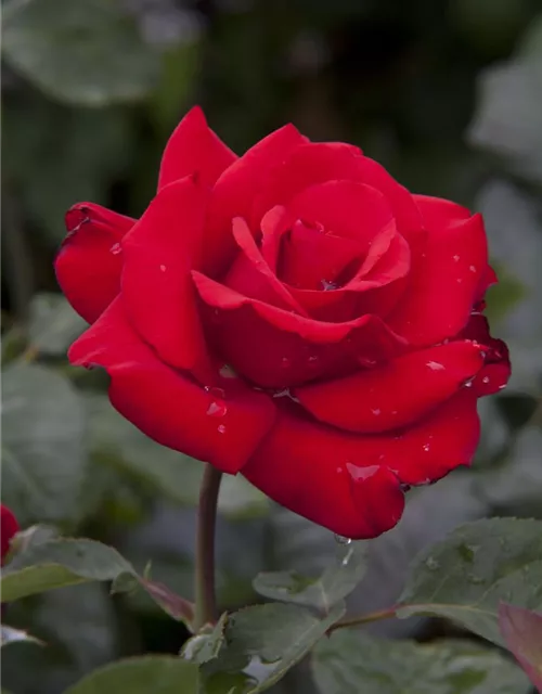 Edelrose 'Grande Amore'®