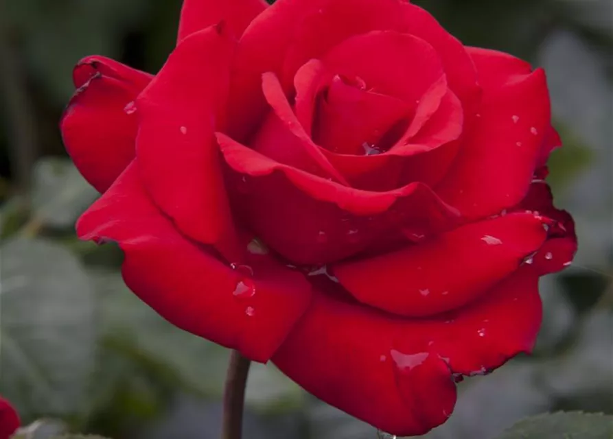 Edelrose 'Grande Amore'®