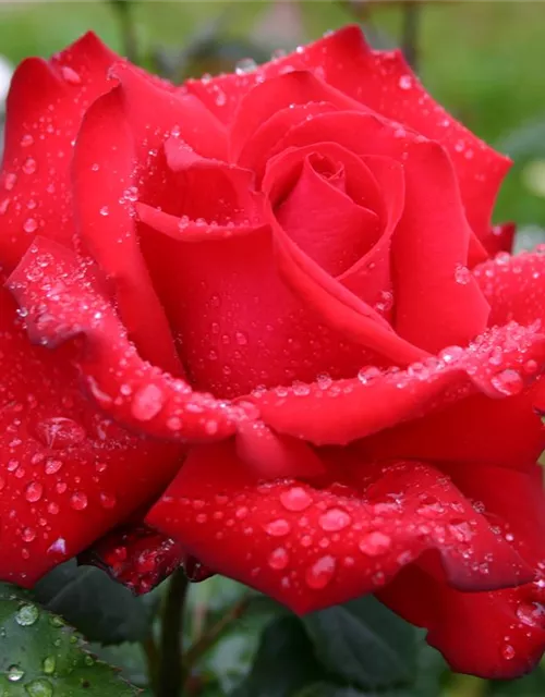 Edelrose 'Grande Amore'®