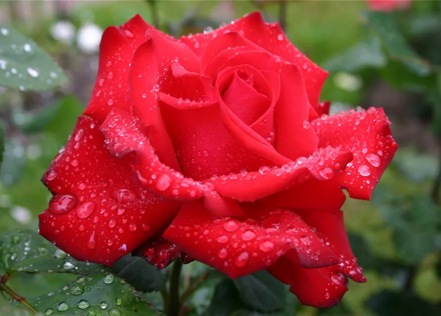 Edelrose 'Grande Amore'®