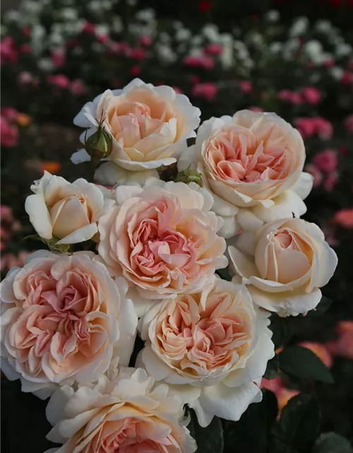 Edelrose 'Großherzogin Luise'®