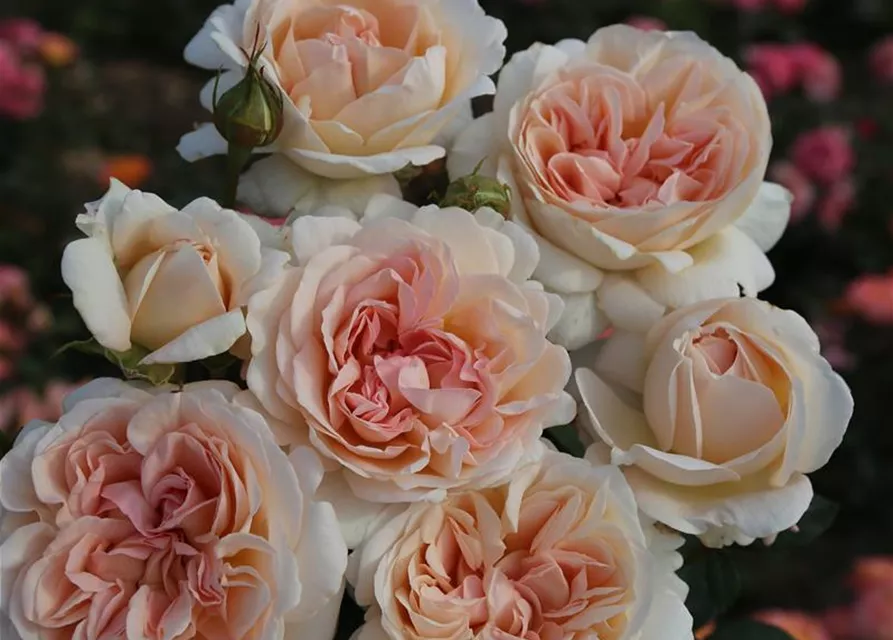 Edelrose 'Großherzogin Luise'®