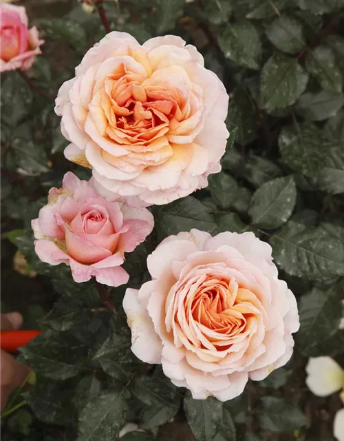 Edelrose 'Großherzogin Luise'®