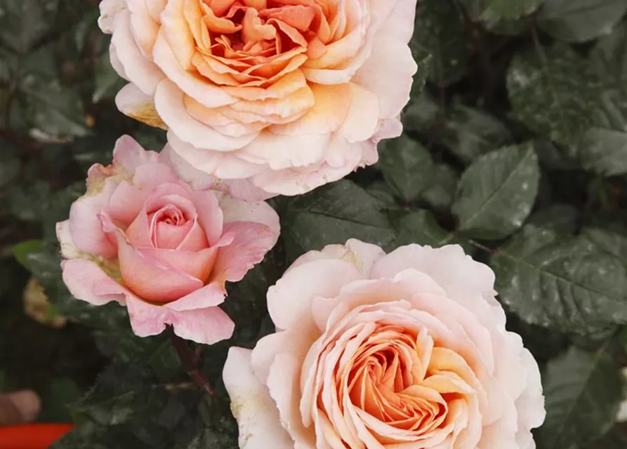 Edelrose 'Großherzogin Luise'®