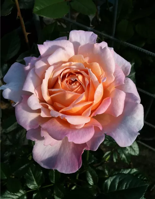Edelrose 'Großherzogin Luise'®