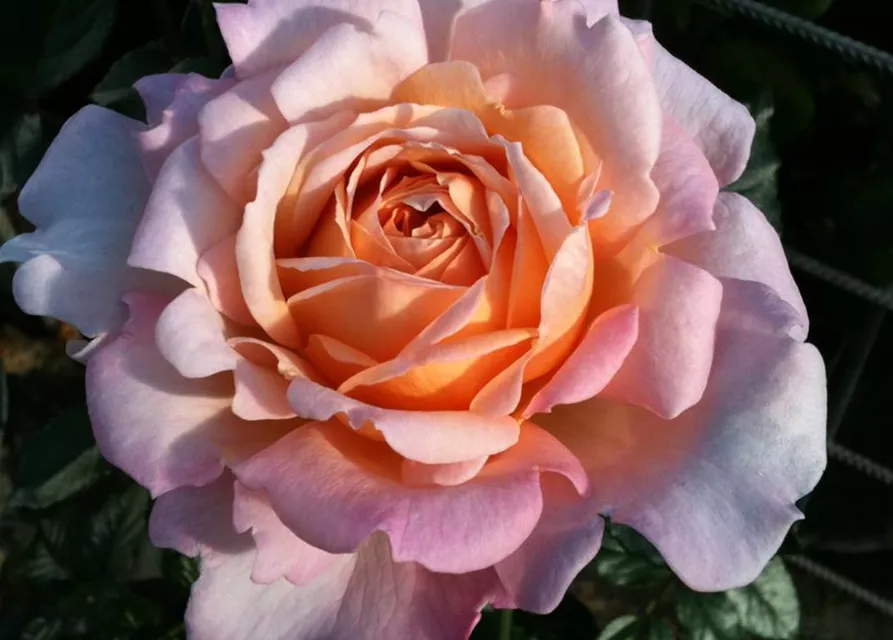 Edelrose 'Großherzogin Luise'®