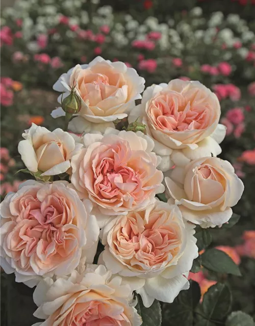 Edelrose 'Großherzogin Luise'®