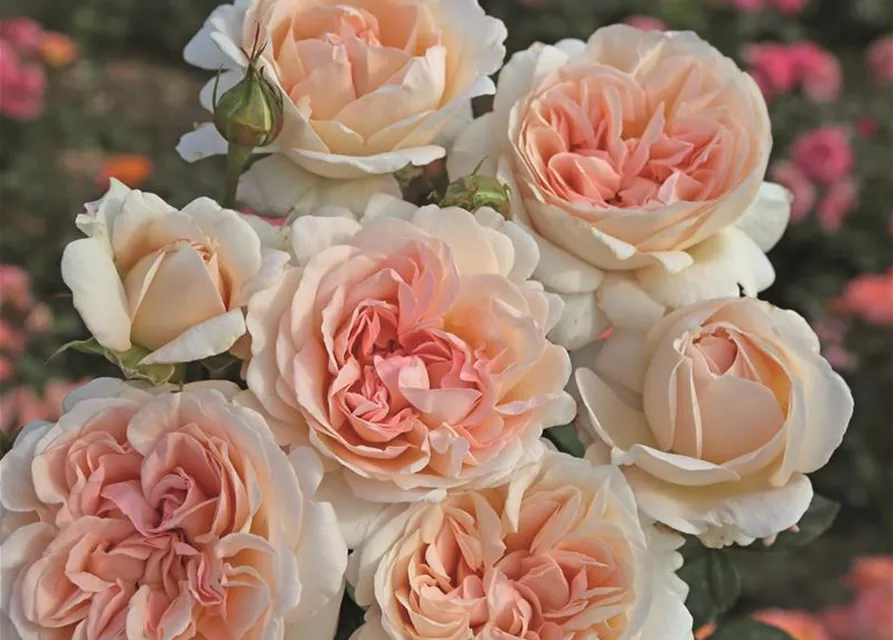 Edelrose 'Großherzogin Luise'®