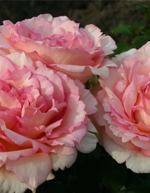 Souvenir de Baden Baden®