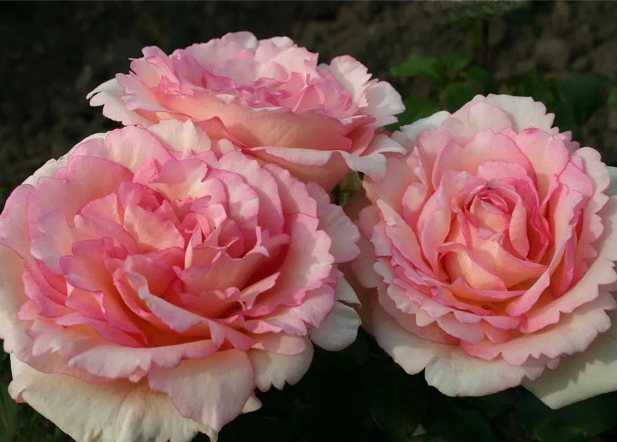 Souvenir de Baden Baden®