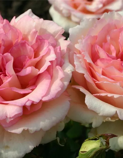 Souvenir de Baden Baden®