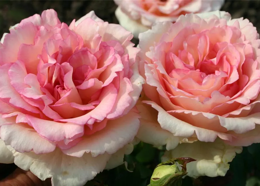 Souvenir de Baden Baden®