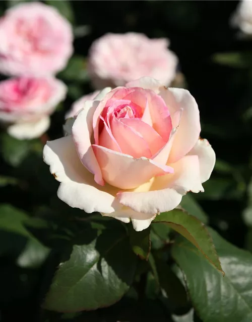 Souvenir de Baden Baden®