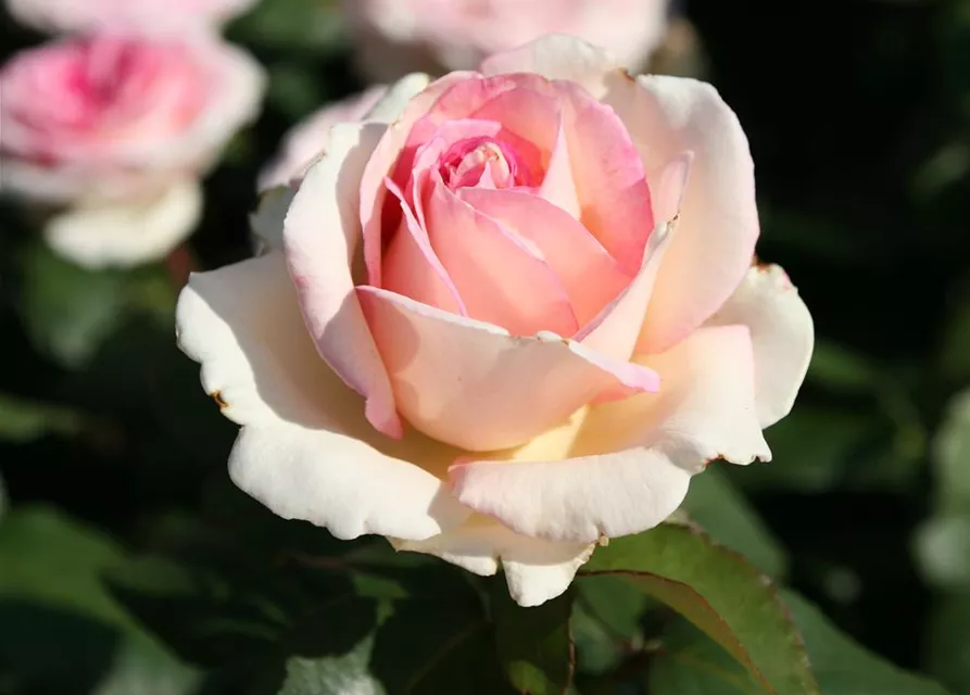 Souvenir de Baden Baden®