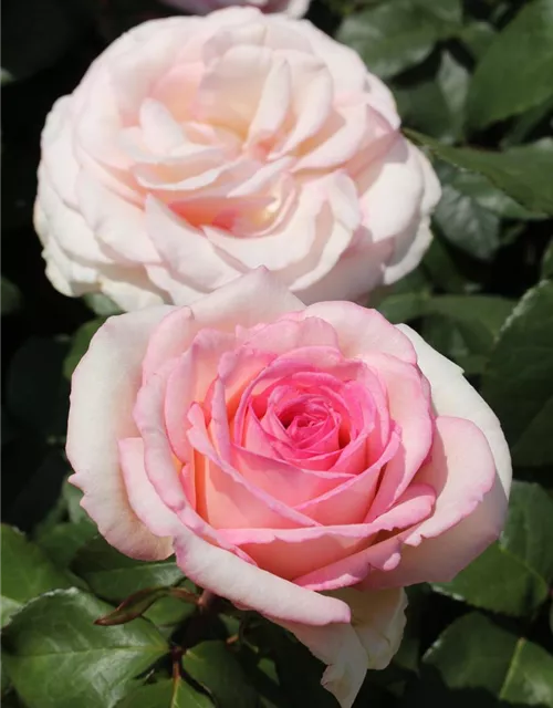 Souvenir de Baden Baden®