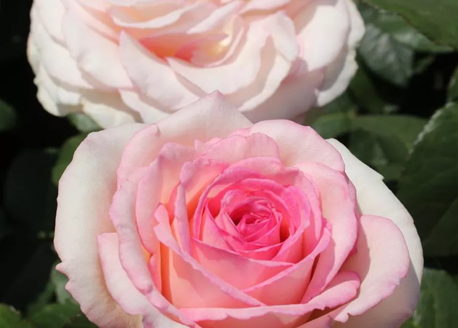 Souvenir de Baden Baden®