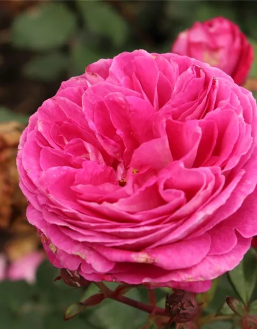 Beetrose 'Freifrau Caroline'®