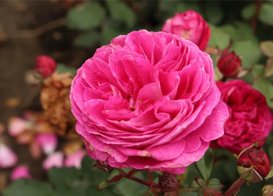 Beetrose 'Freifrau Caroline'®