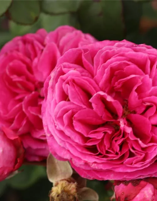 Beetrose 'Freifrau Caroline'®