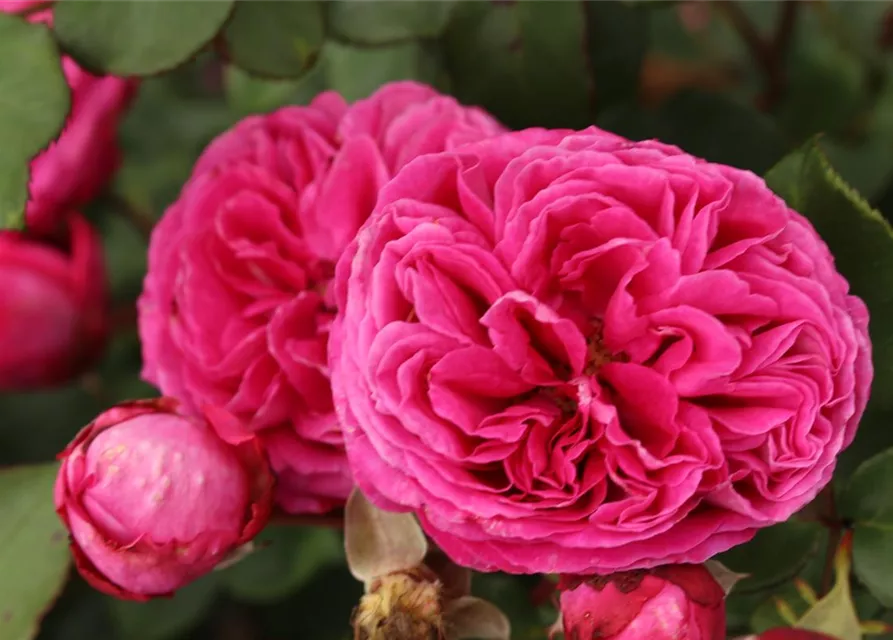 Beetrose 'Freifrau Caroline'®