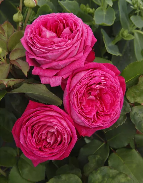 Beetrose 'Freifrau Caroline'®