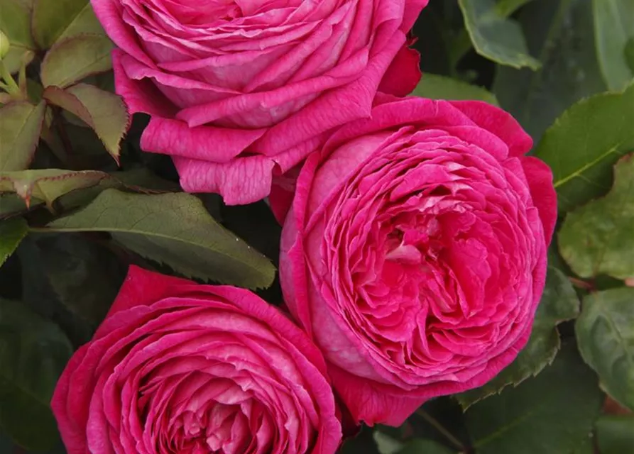 Beetrose 'Freifrau Caroline'®