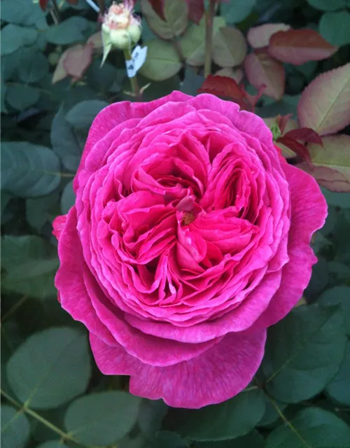 Beetrose 'Freifrau Caroline'®