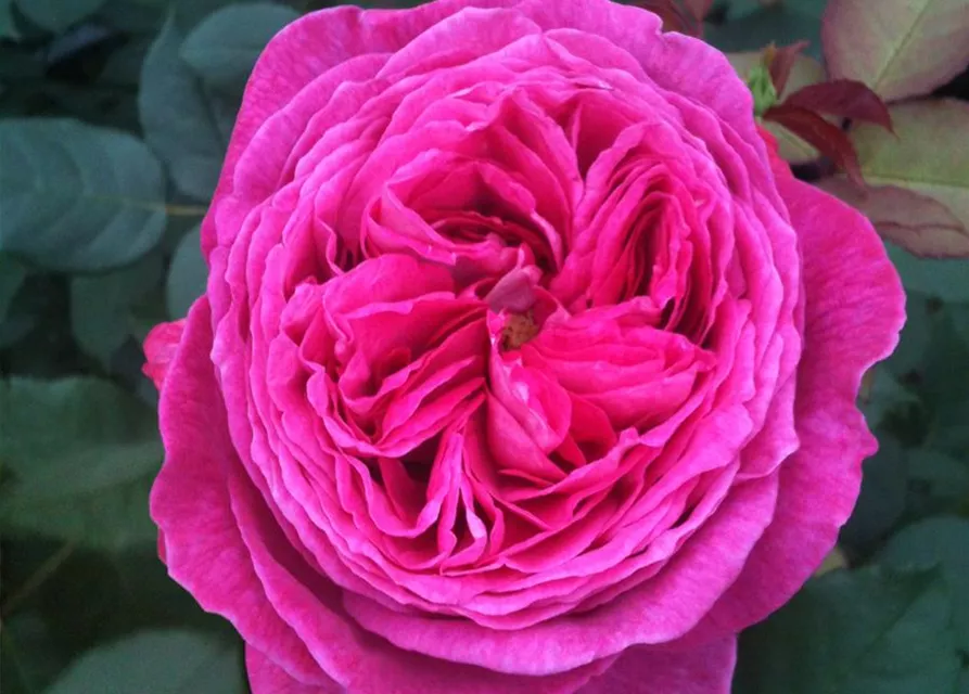 Beetrose 'Freifrau Caroline'®