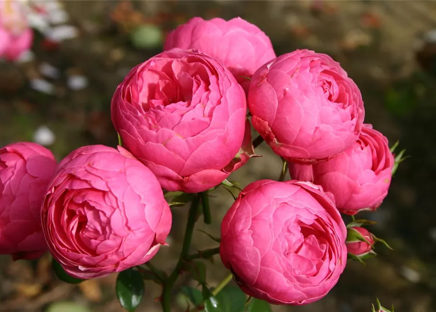 Beetrose 'Pomponella'®