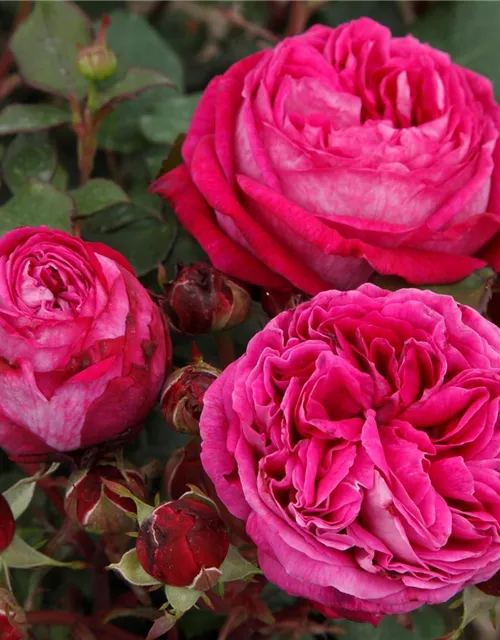 Beetrose 'Freifrau Caroline'®