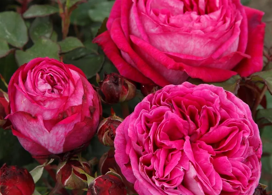 Beetrose 'Freifrau Caroline'®