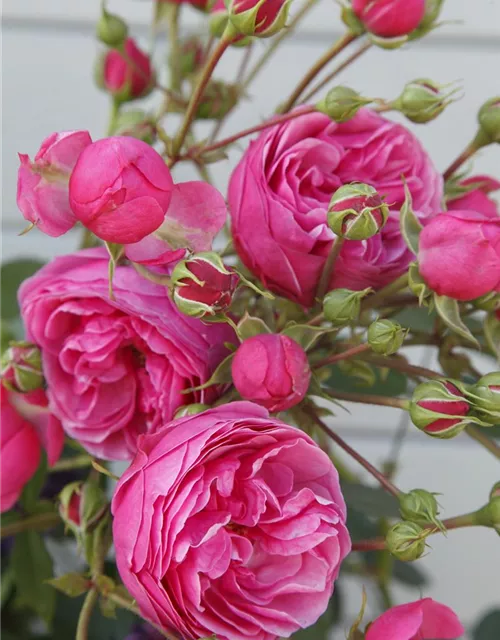 Beetrose 'Pomponella'®