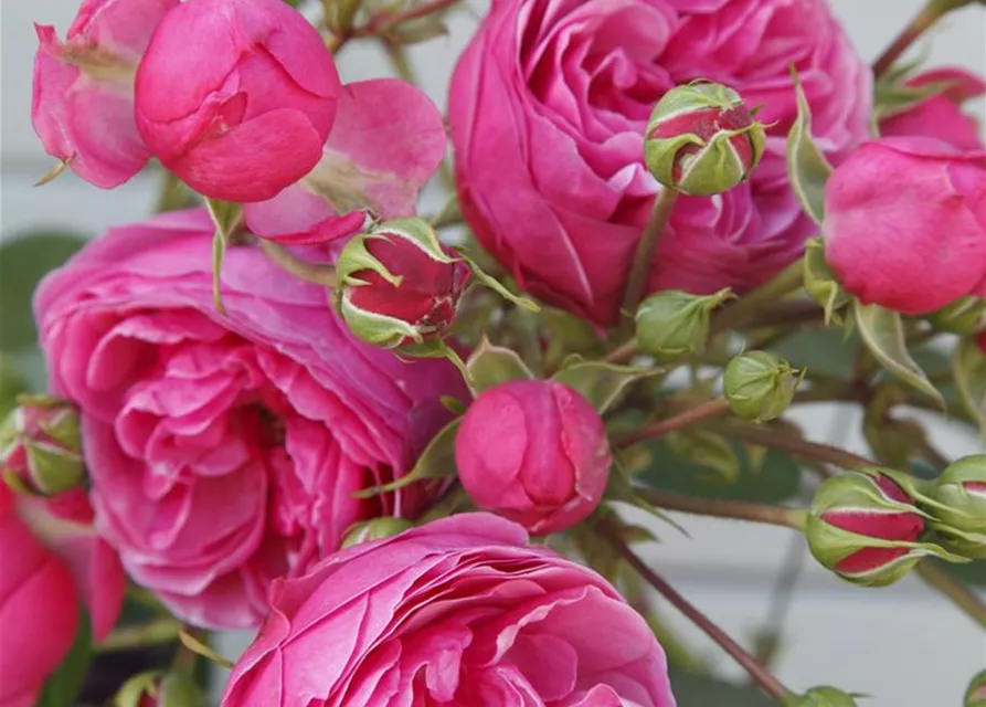 Beetrose 'Pomponella'®