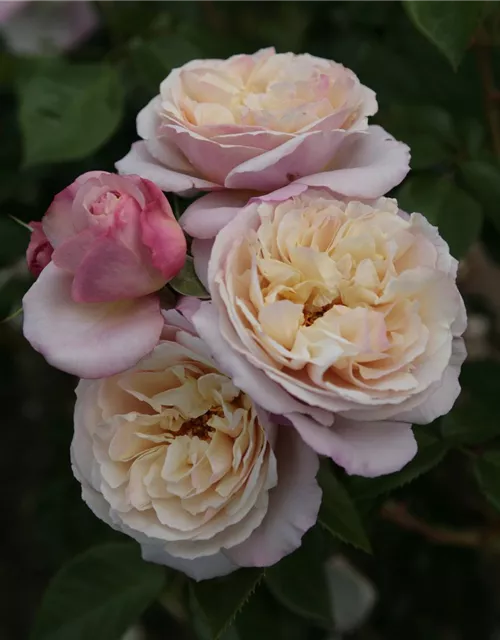 Strauchrose 'Herkules'®