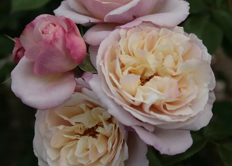 Strauchrose 'Herkules'®