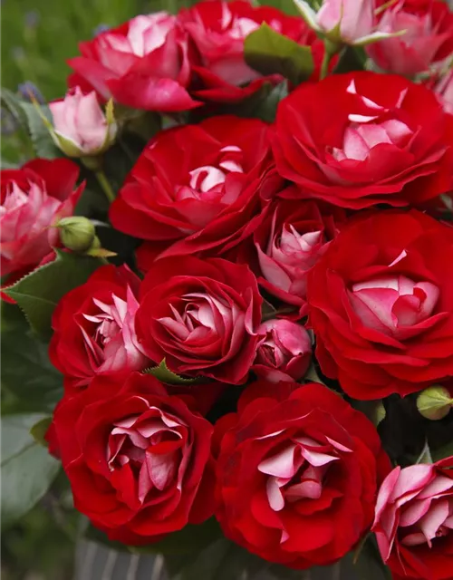 Beetrose 'Rose der Einheit'®