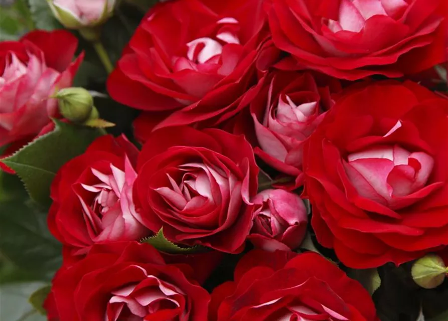 Beetrose 'Rose der Einheit'®