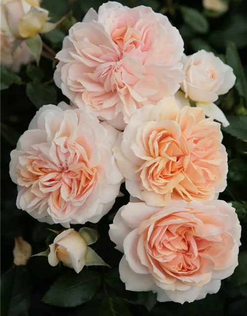 Beetrose 'Garden of Roses'®