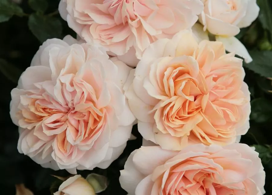 Beetrose 'Garden of Roses'®