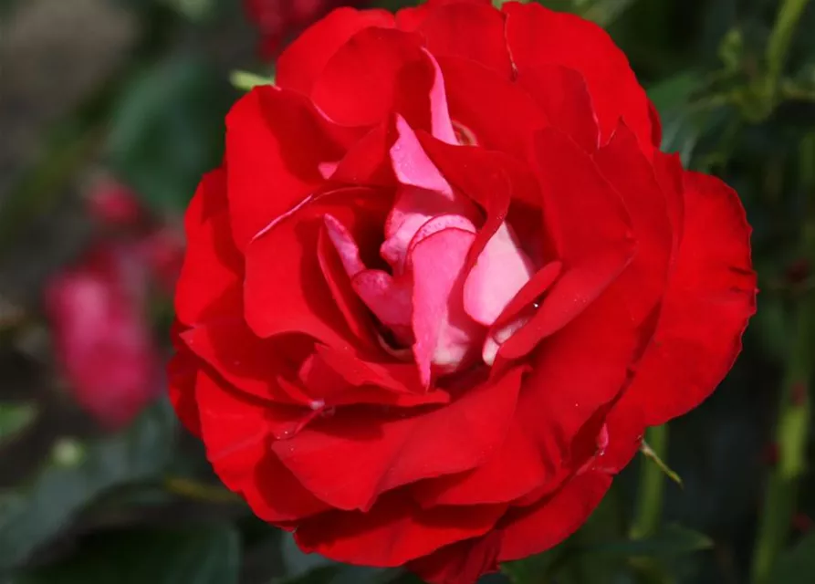 Beetrose 'Rose der Einheit'®