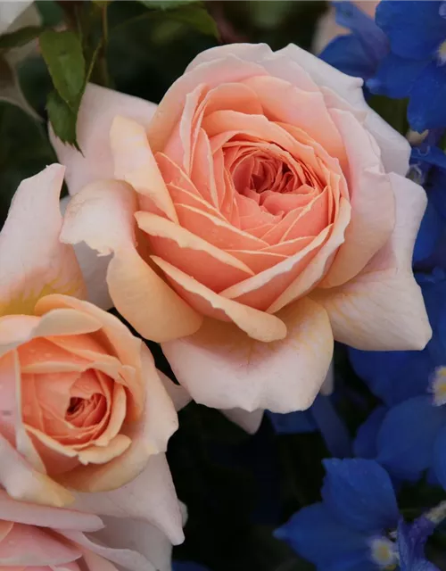 Beetrose 'Garden of Roses'®