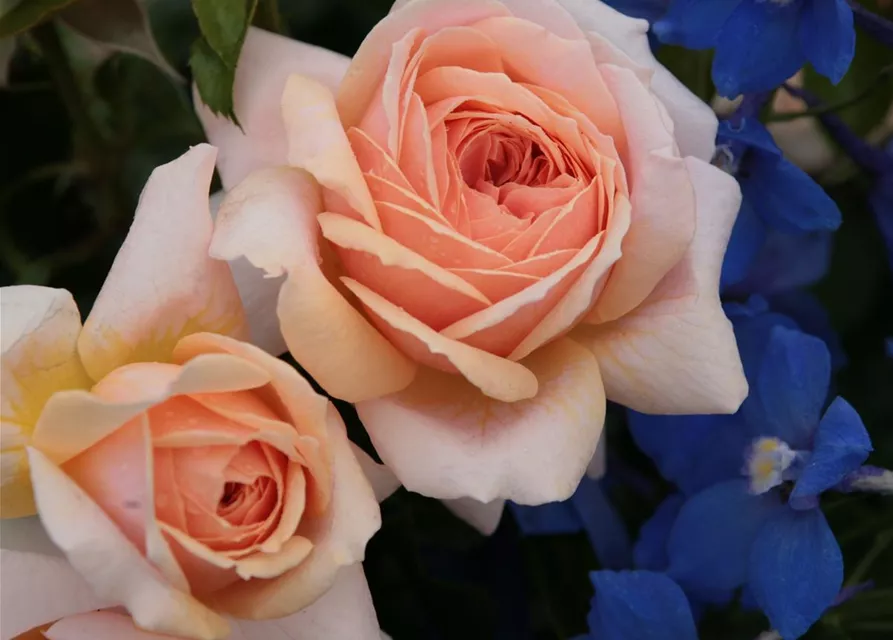 Beetrose 'Garden of Roses'®