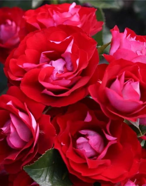 Beetrose 'Rose der Einheit'®