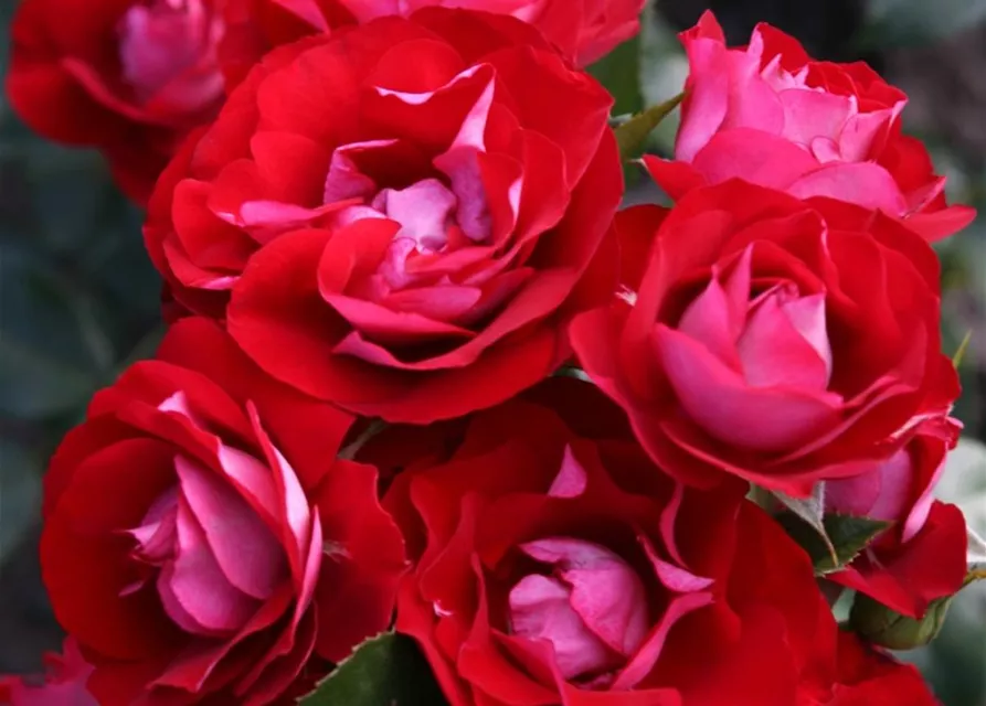 Beetrose 'Rose der Einheit'®