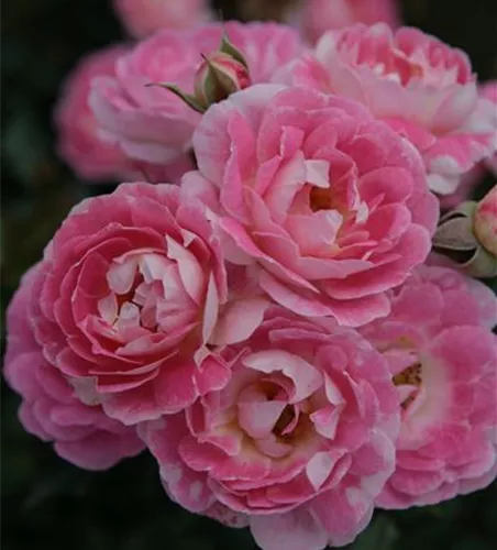 Zwergrose 'Flirt 2011'®