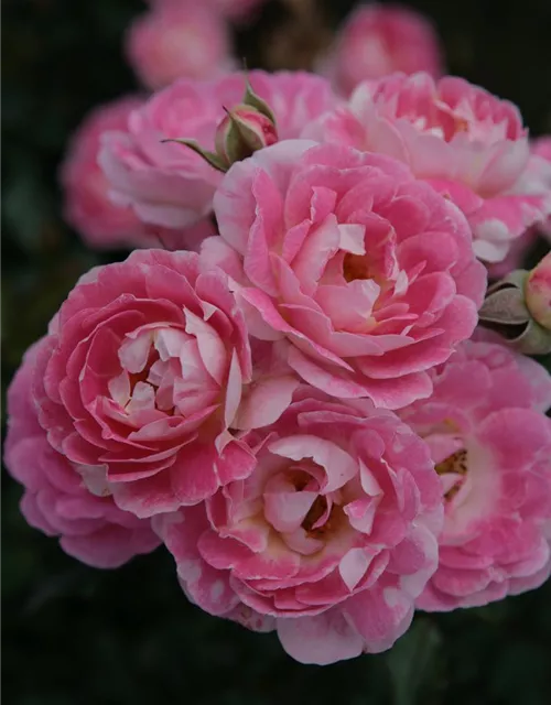 Zwergrose 'Flirt 2011'®